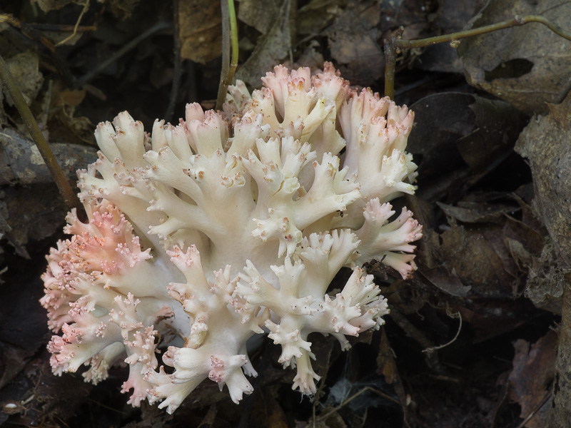 Ramaria botrytis